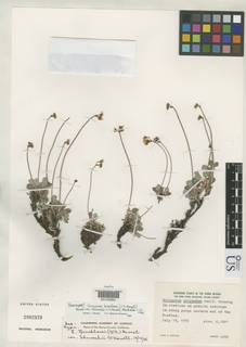 Eriogonum breedlovei var. shevockii image