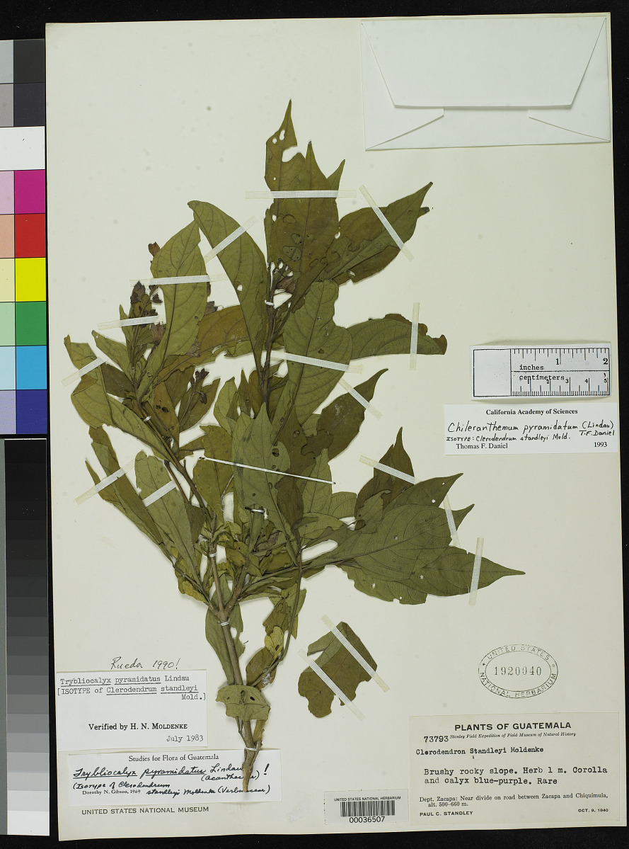 Chileranthemum image