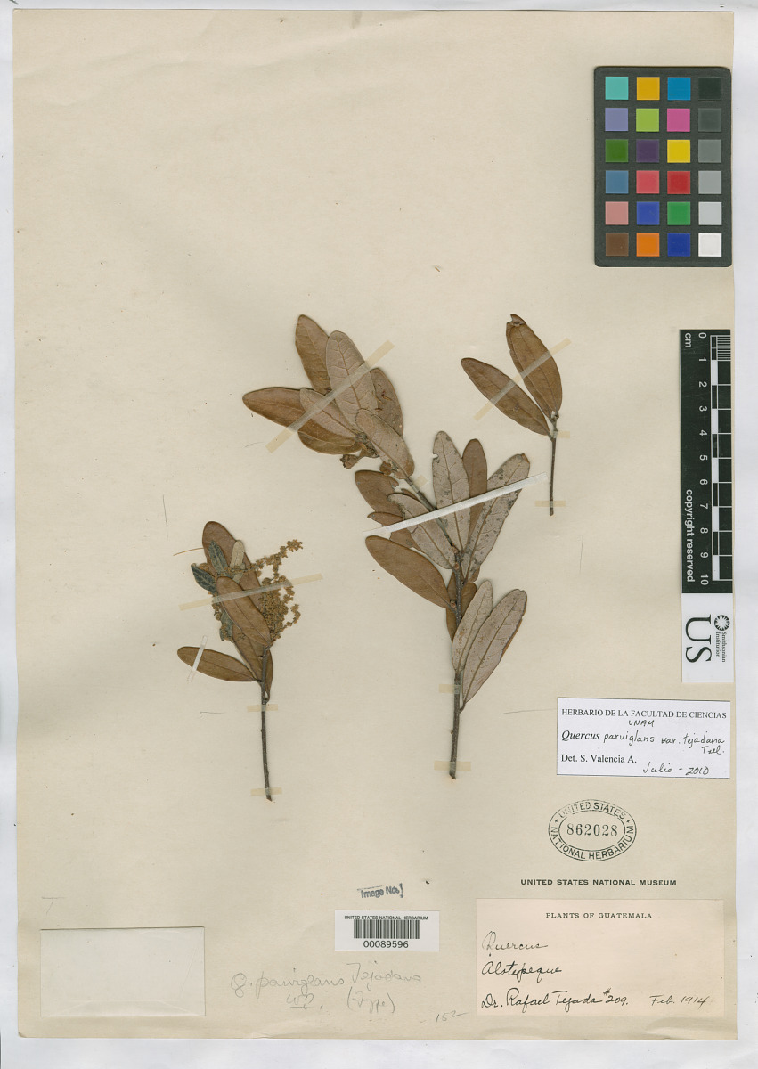 Quercus parviglans f. tejadana image