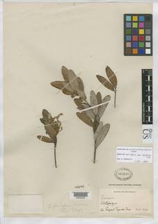 Quercus parviglans image