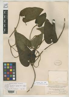 Aristolochia pilosa var. ligulifera image