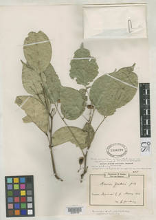 Rourea coccinea var. viridis image