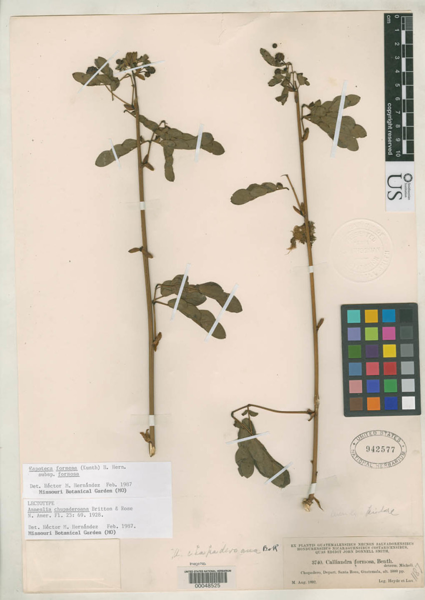 Zapoteca formosa subsp. formosa image