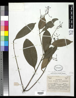 Ixora laxiflora var. laxiflora image
