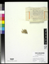 Cladonia ochracea image