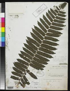 Alsophila glaucifolia image