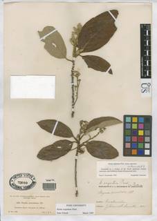 Styrax polyanthus image