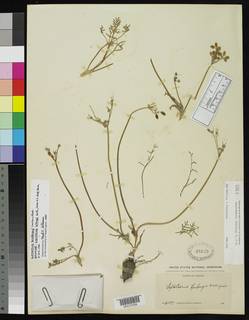 Image of Lomatium roseanum