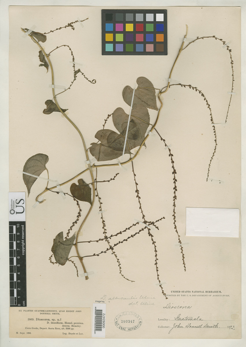 Dioscorea albicaulis image
