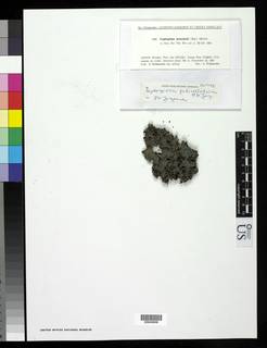 Leptogium pedicellatum image