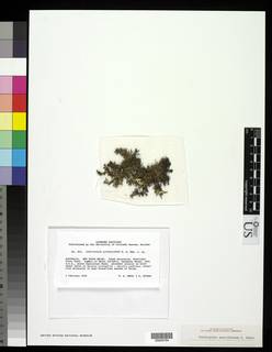 Cetraria australiensis image