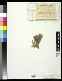 Gyalectidium caucasicum image