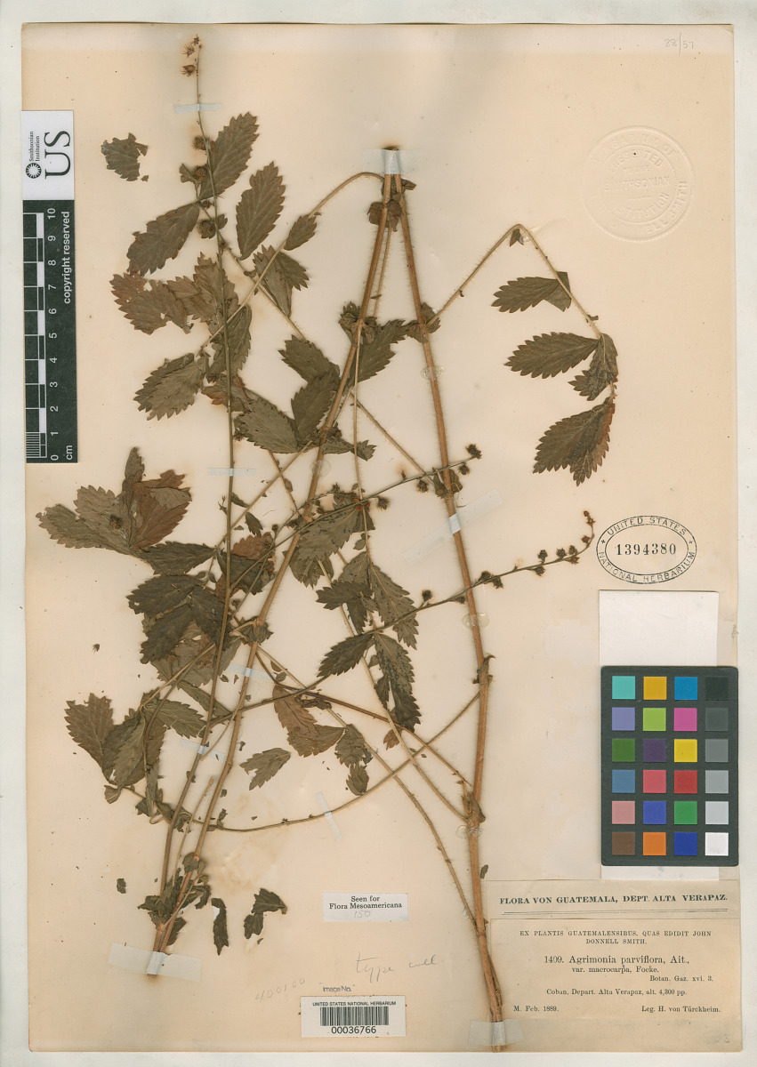 Agrimonia parviflora var. macrocarpa image