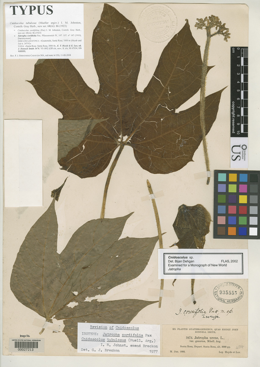 Jatropha cordifolia image
