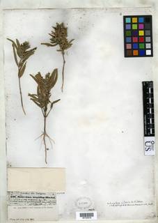 Image of Pogonospermum ciliatum