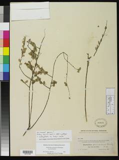 Image of Phyllanthus peninsularis