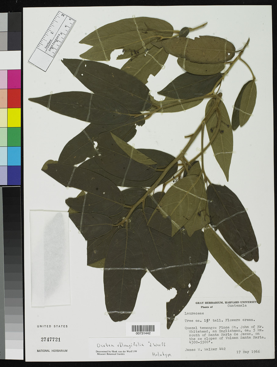 Ocotea oblongifolia image