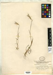 Andropogon abyssinicus image
