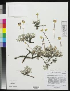Eriogonum douglasii var. meridionale image