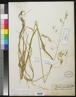 Bromus carinatus var. californicus image