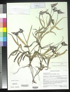Image of Commelina kituloensis