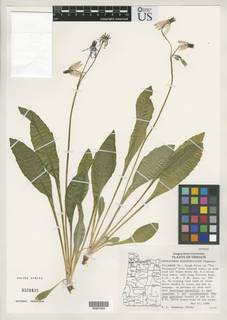 Image of Primula austrofrigida