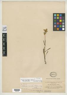 Halenia decumbens image
