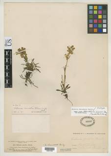 Halenia decumbens image