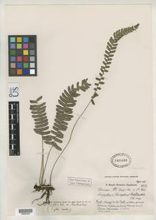 Image of Steiropteris hottensis