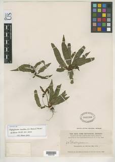Image of Elaphoglossum rosettum