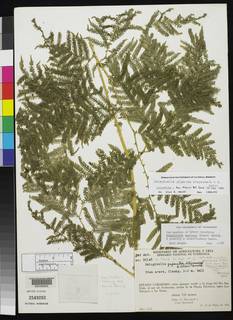 Selaginella gigantea image