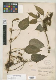 Begonia trichosepala image