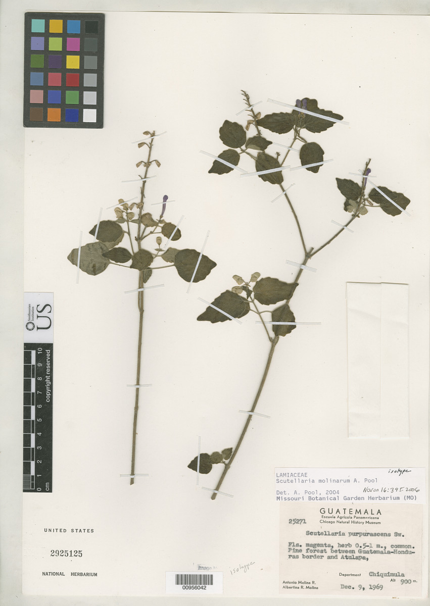 Scutellaria molinarum image