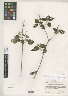 Image of Scutellaria molinarum