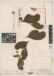 Begonia luxii image