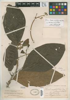 Ocotea amplifolia image