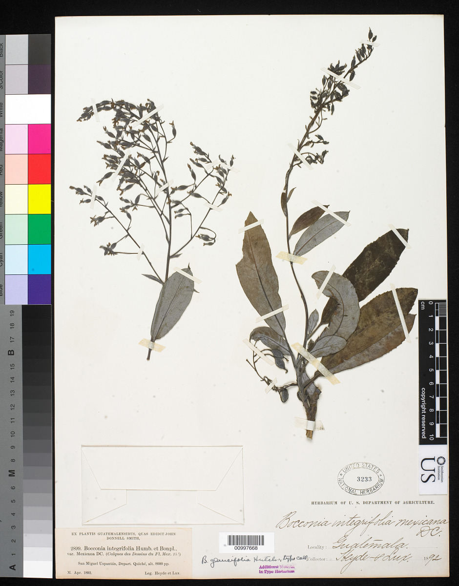 Bocconia glaucifolia image