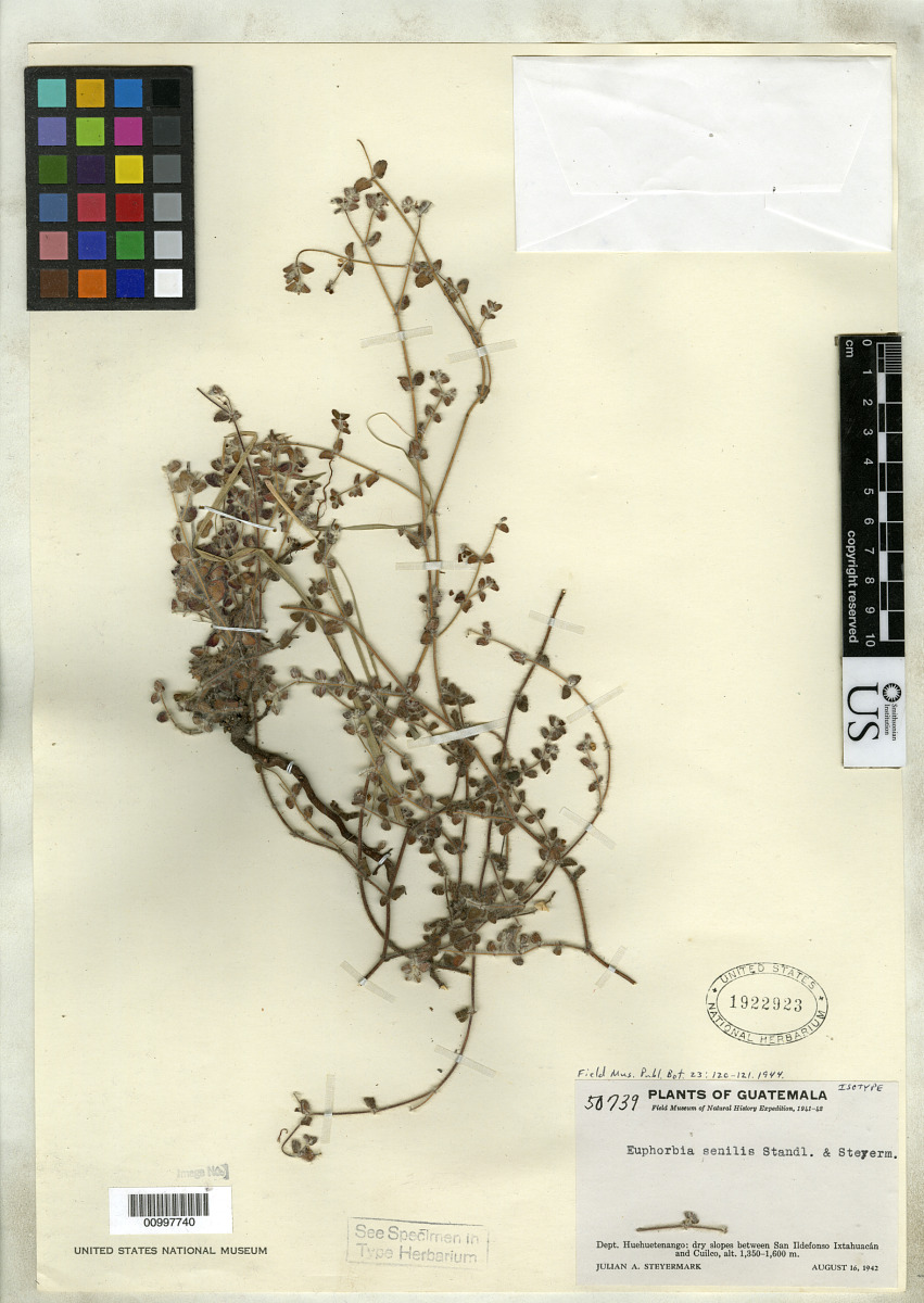 Euphorbia senilis image