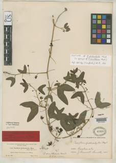 Passiflora dicthophylla image