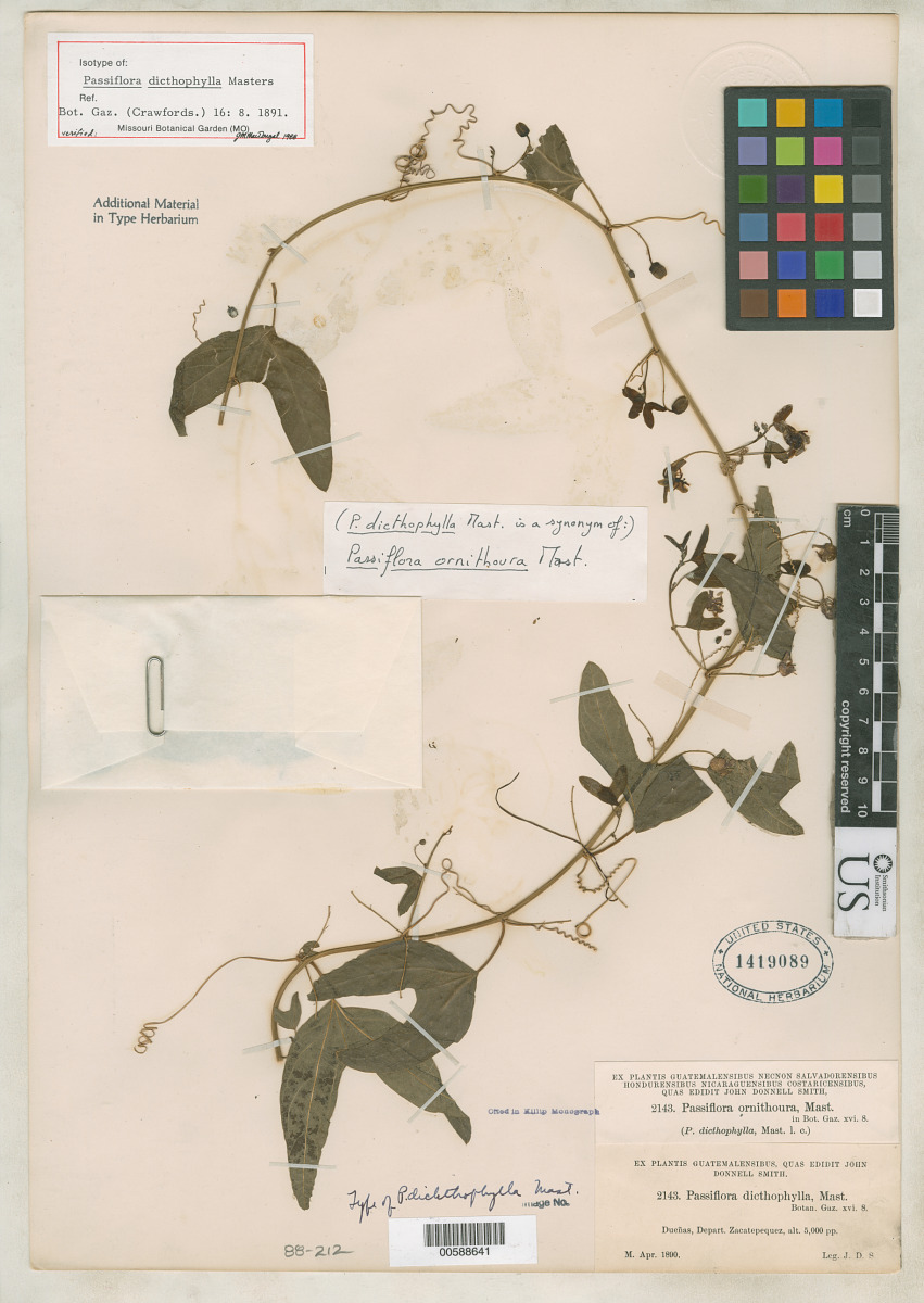 Passiflora dicthophylla image