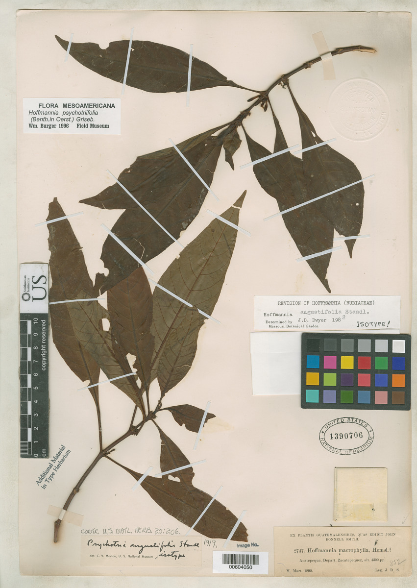 Hoffmannia angustifolia image