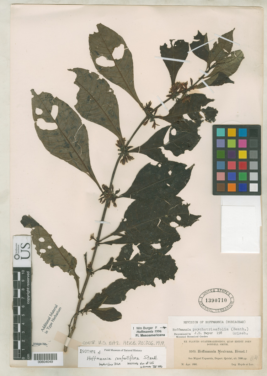 Hoffmannia confertiflora image