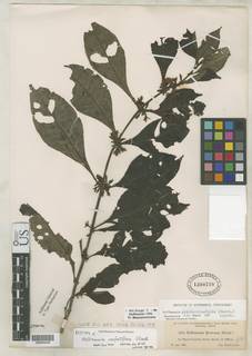 Image of Hoffmannia confertiflora