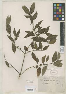 Tricalysia acocantheroides image