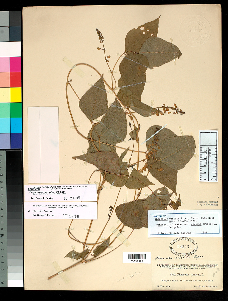 Phaseolus viridis image