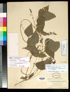 Phaseolus viridis image