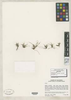Carex tiogana image