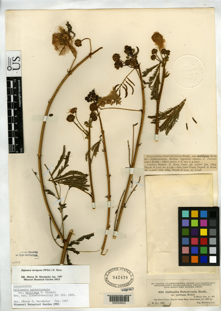 Calliandra portoricensis var. multijuga image