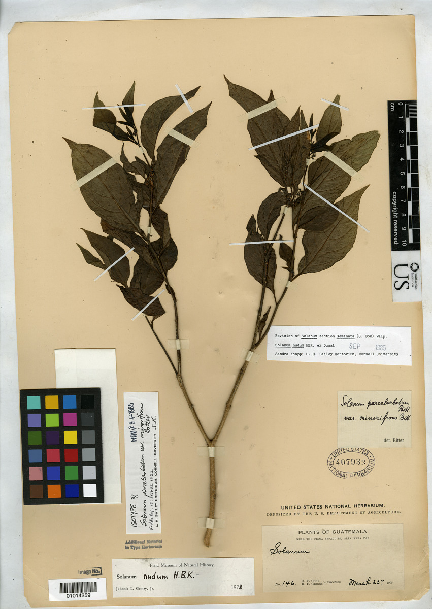 Solanum parcebarbatum var. minorifrons image