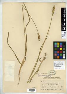 Image of Carex straminea